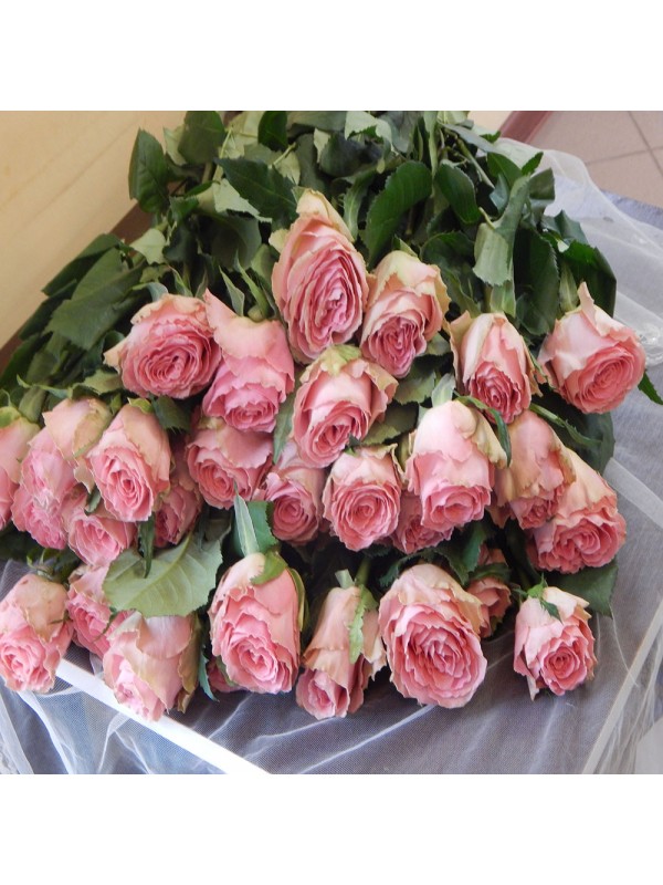 Розы "Хермоза". 80 см