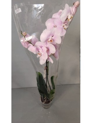 Орхидея одноветочная в ассортименте