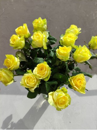 Роза лимонная пионовидная "Tp-pear" 50 см
