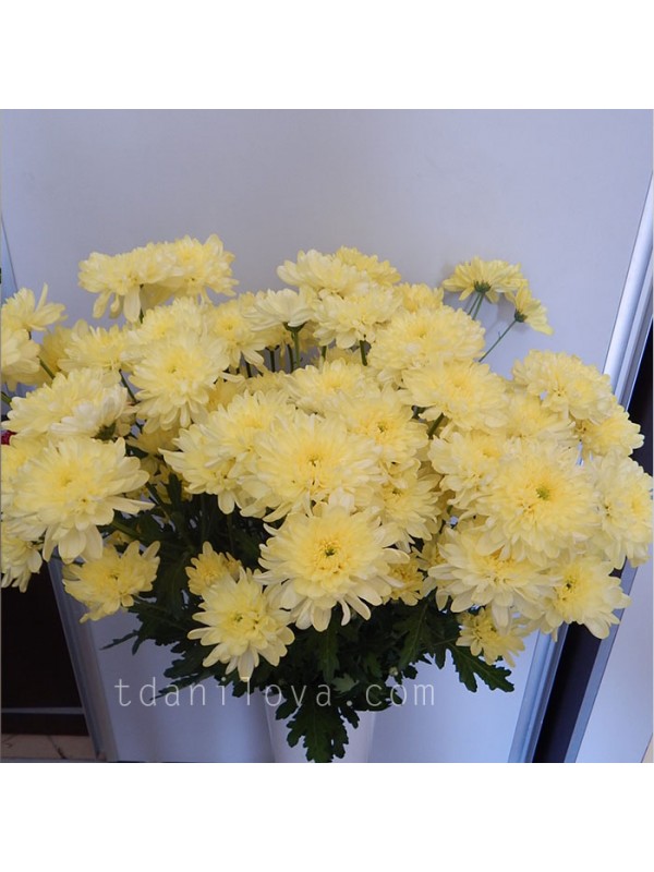 Желтые хризантемы — фотография