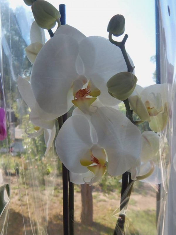 Орхидея белая — фотография