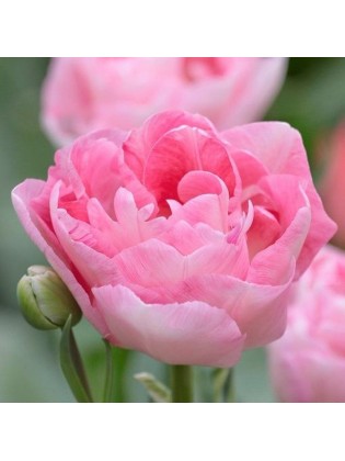 Тюльпан розовый пион
